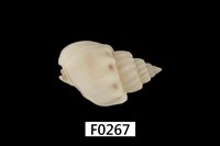 藏品(小唐冠織紋螺 )的圖片